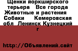Щенки йоркширского терьера - Все города Животные и растения » Собаки   . Кемеровская обл.,Ленинск-Кузнецкий г.